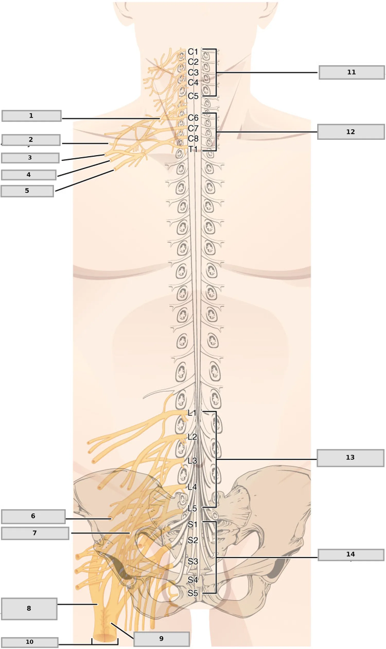 Spinal Sinir Pleksusları — numaralandırılmış anatomi figürü