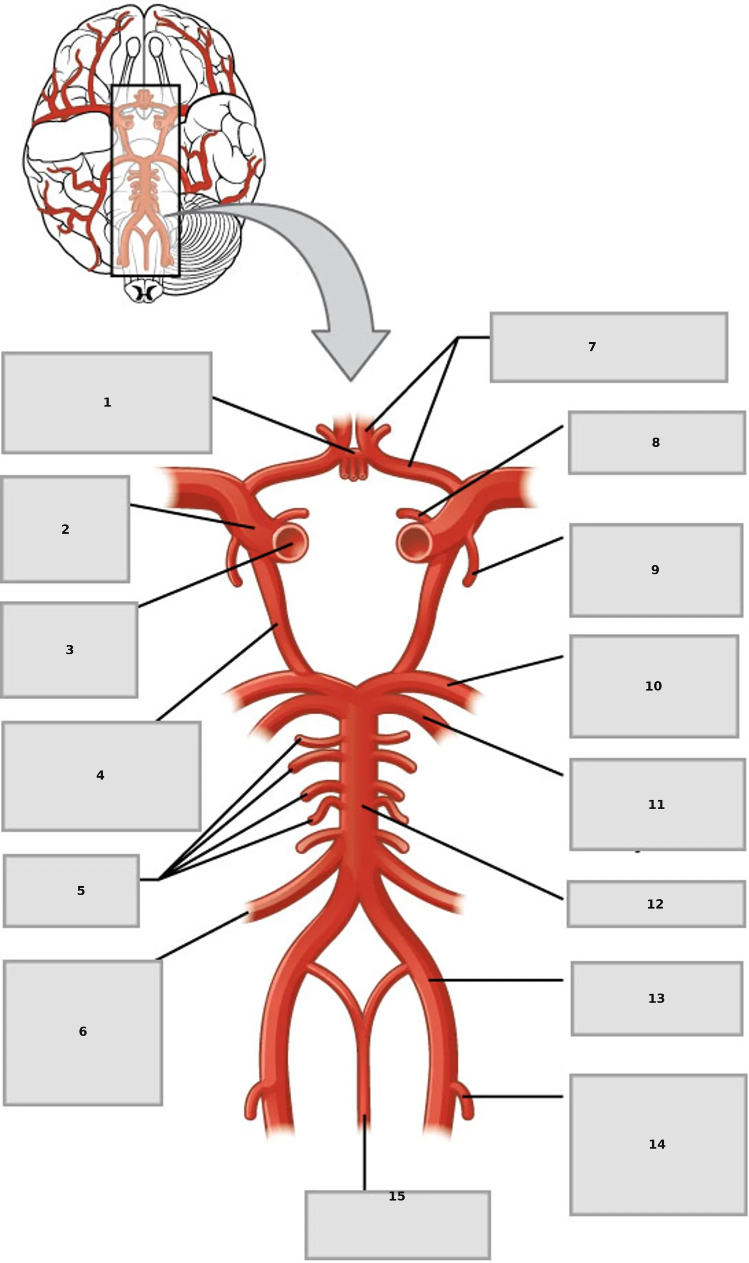 Circle of Willis (detaylı, 15 arter) — numaralandırılmış anatomi figürü