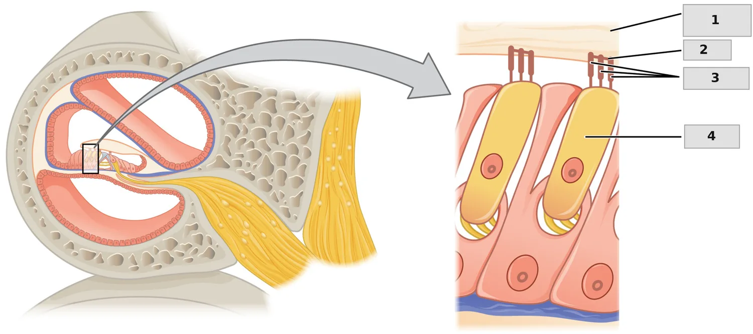 Tüy hücresi (hair cell) — numaralandırılmış anatomi figürü