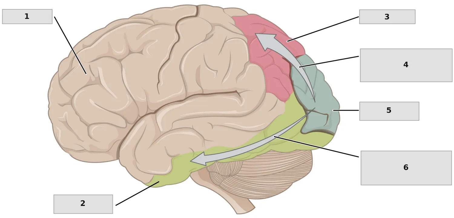 Görsel işleme yolakları (dorsal/ventral akım) — numaralandırılmış anatomi figürü