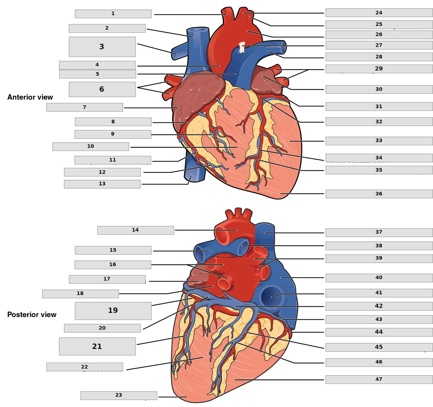 Kalbin Dış Anatomisi (Ön ve Arka Görünüş) — numaralandırılmış anatomi figürü