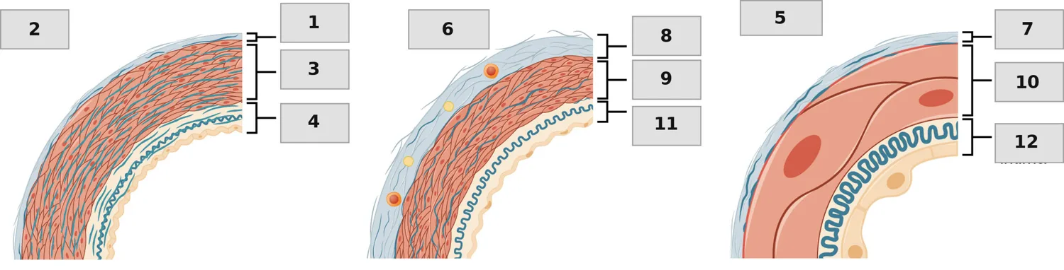 Arter Tipleri ve Arteriyol — numaralandırılmış anatomi figürü