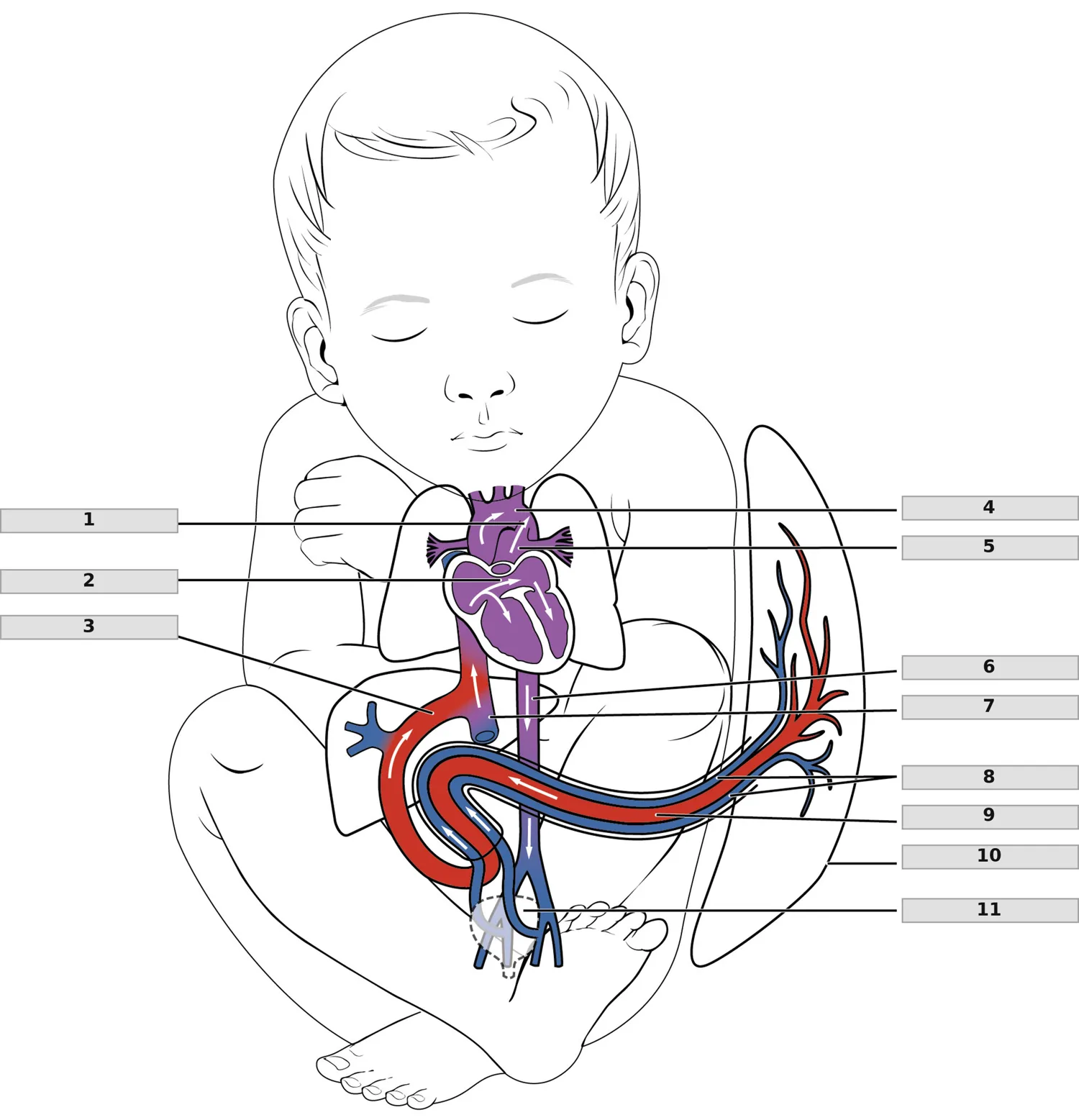 Fetal Dolaşım (Fetal Şantlar) — numaralandırılmış anatomi figürü