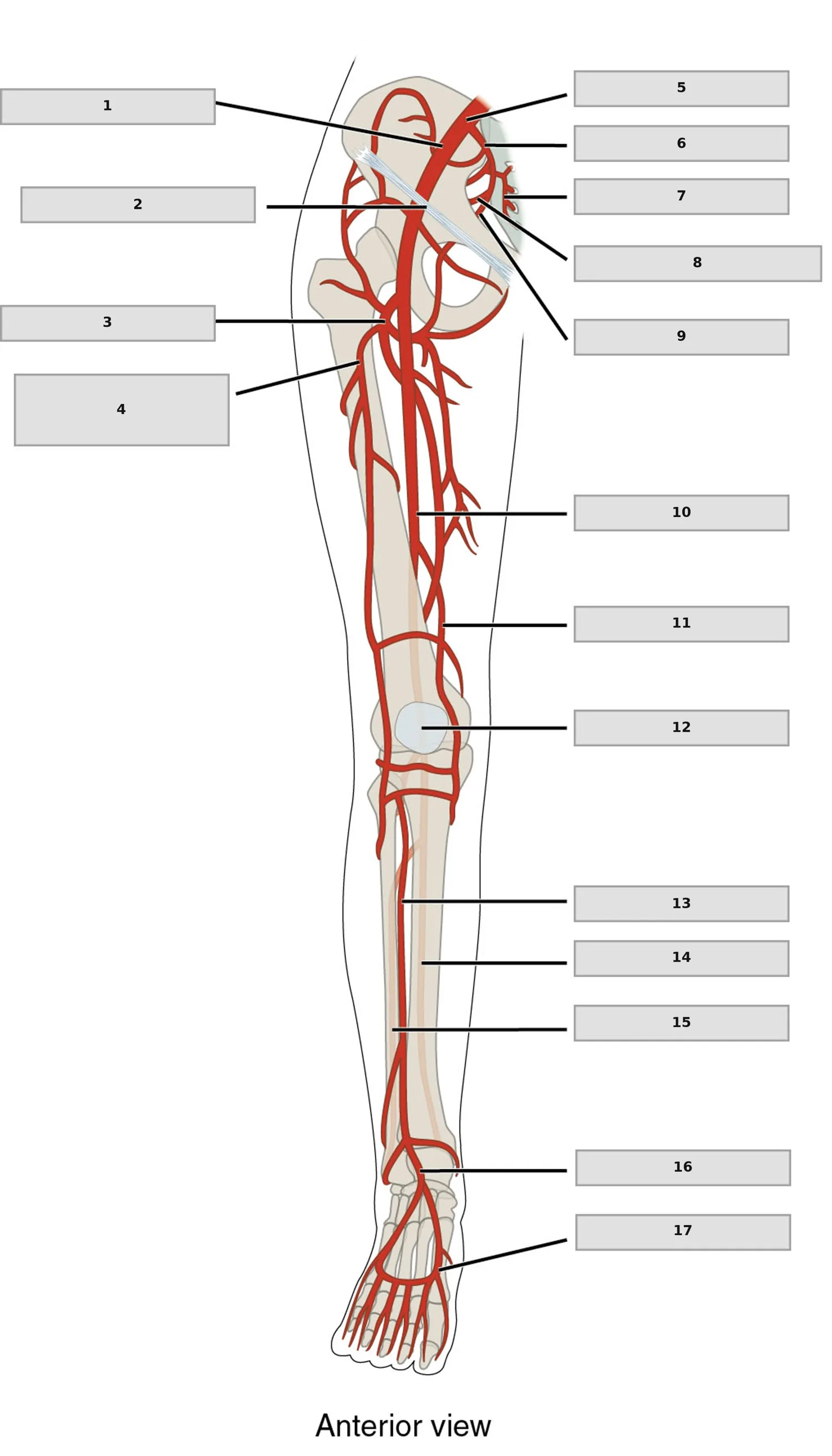 Alt Ekstremite Arterleri — Ön Görünüm — numaralandırılmış anatomi figürü