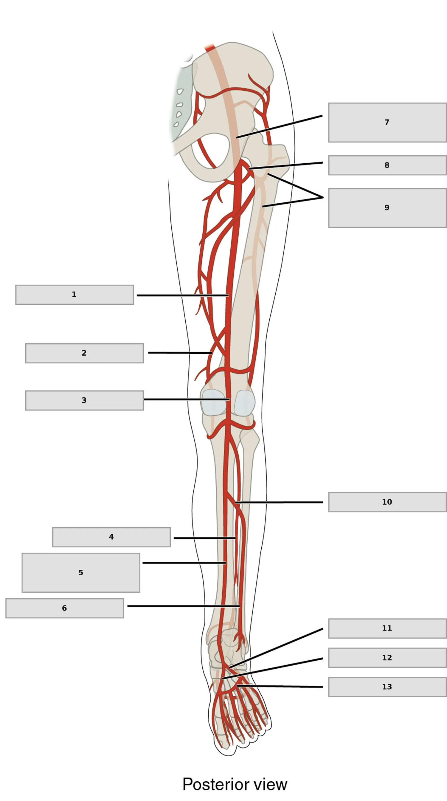 Alt Ekstremite Arterleri — Arka Görünüm — numaralandırılmış anatomi figürü