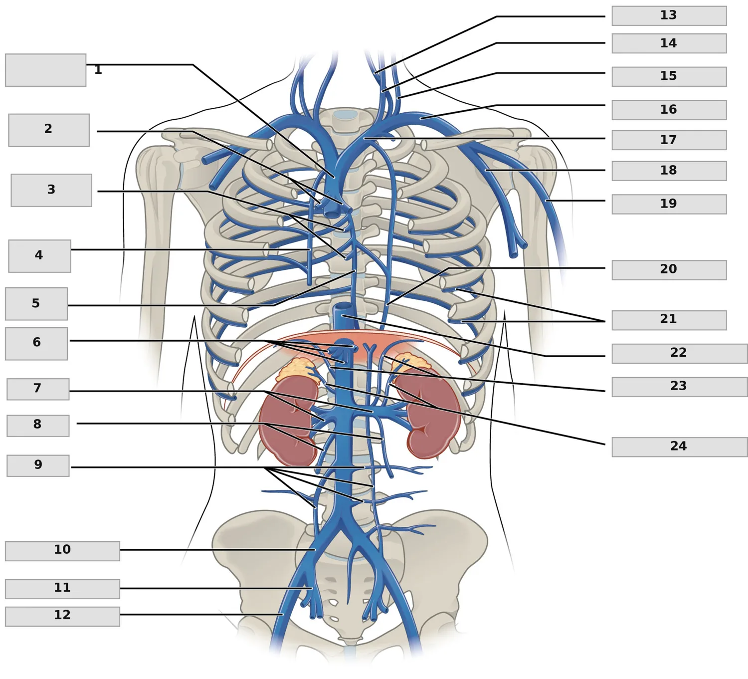 Torasik ve Abdominal Venler — numaralandırılmış anatomi figürü