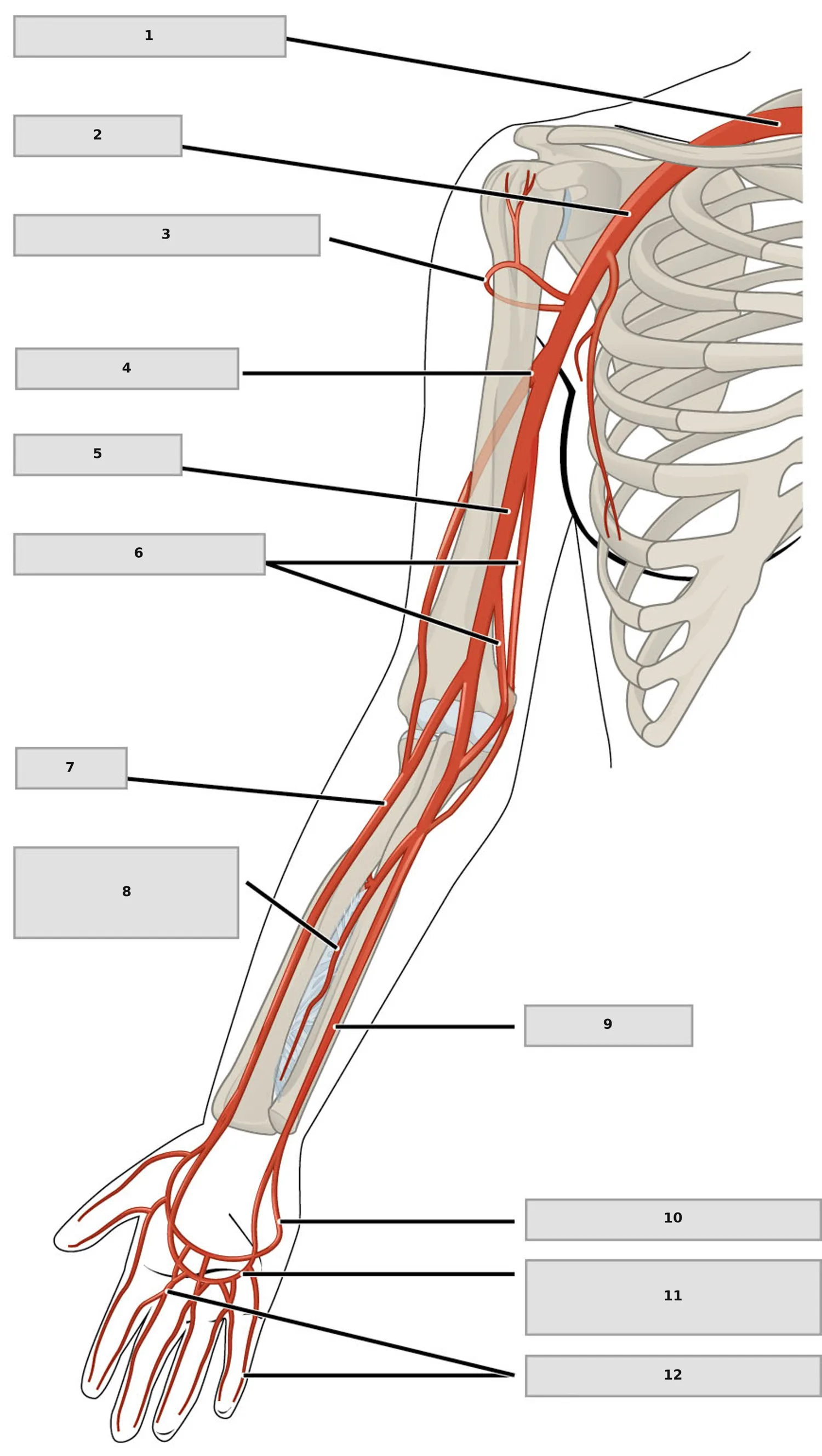 Üst Ekstremite Arterleri — numaralandırılmış anatomi figürü