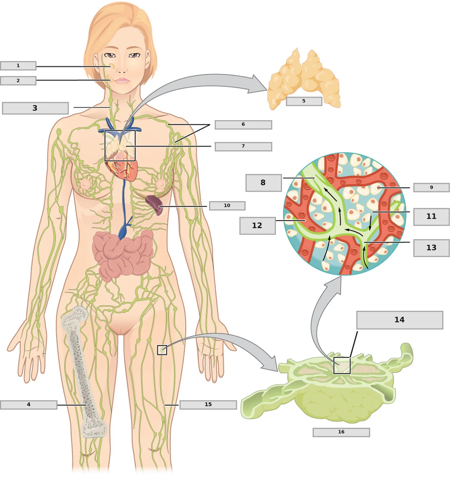 Lenfatik Sistemin Anatomisi — numaralandırılmış anatomi figürü