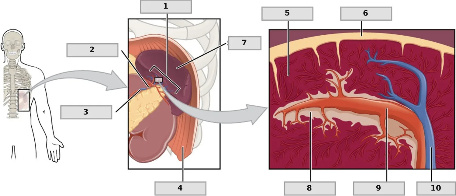 Dalak — Kesit Anatomisi — numaralandırılmış anatomi figürü