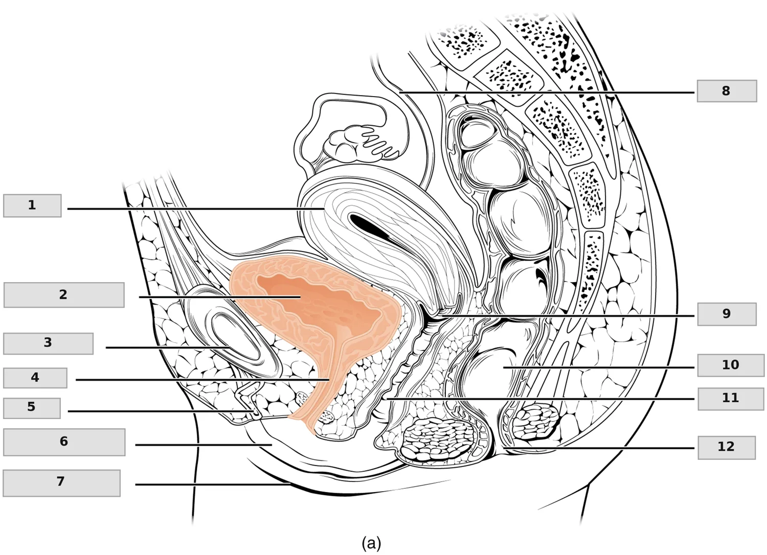Kadın Üretrası — Pelvis Sagittal Kesit — numaralandırılmış anatomi figürü