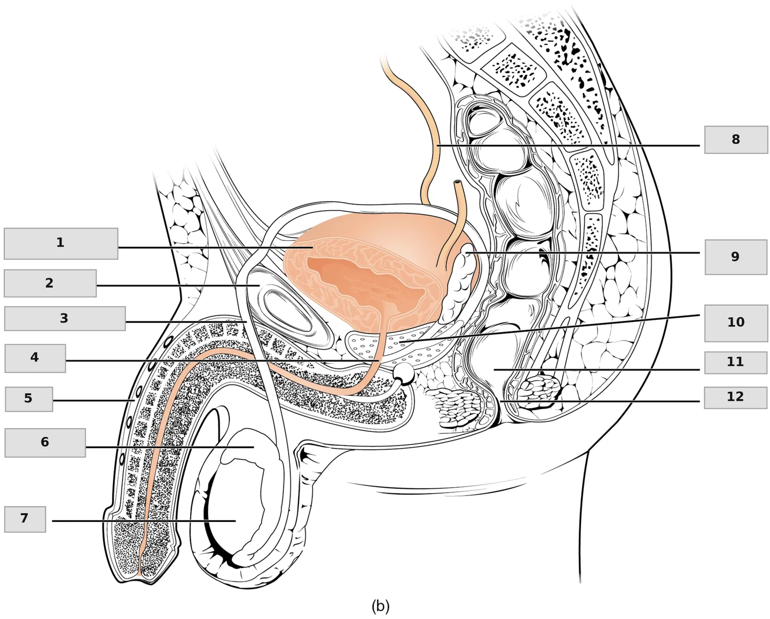 Erkek Üretrası — Pelvis Sagittal Kesit — numaralandırılmış anatomi figürü