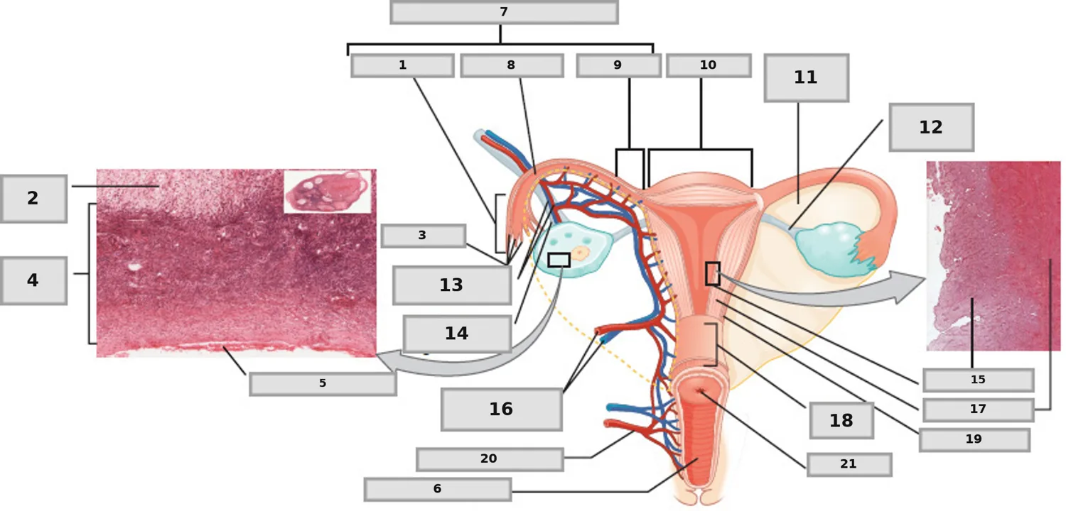 Overler, Tuba Uterina ve Uterus — numaralandırılmış anatomi figürü