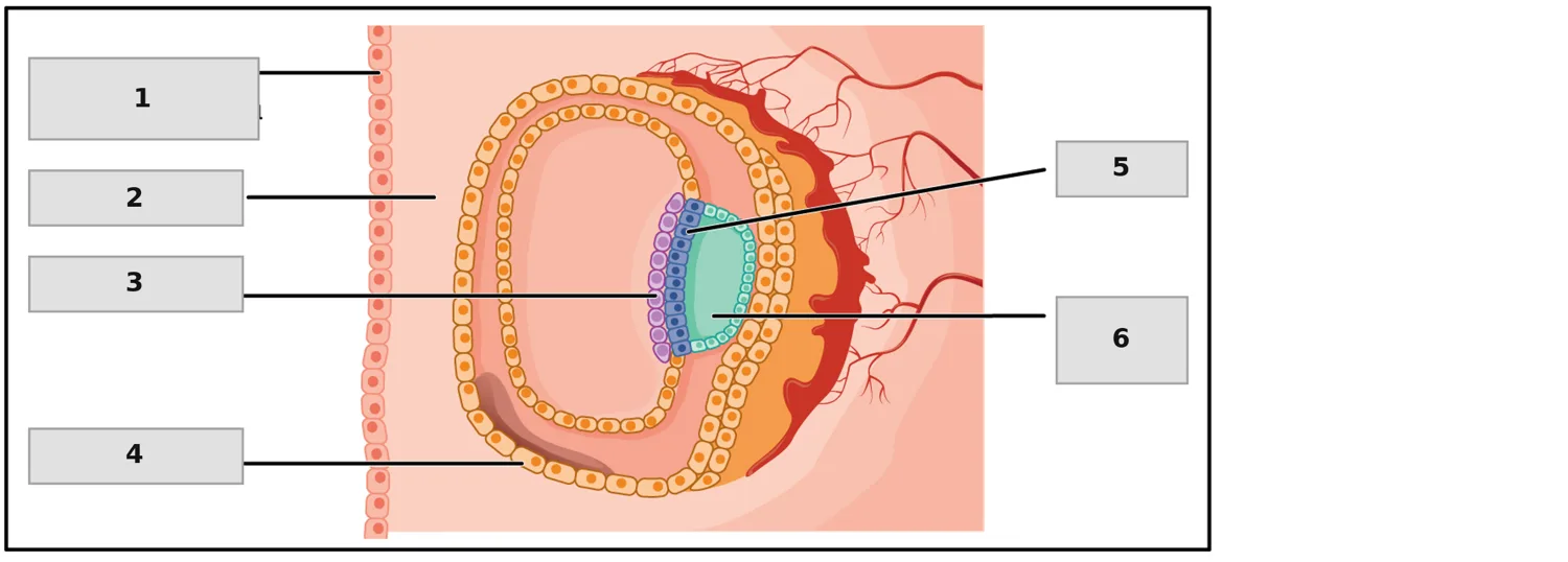 İki Katlı Embriyonik Disk — numaralandırılmış anatomi figürü