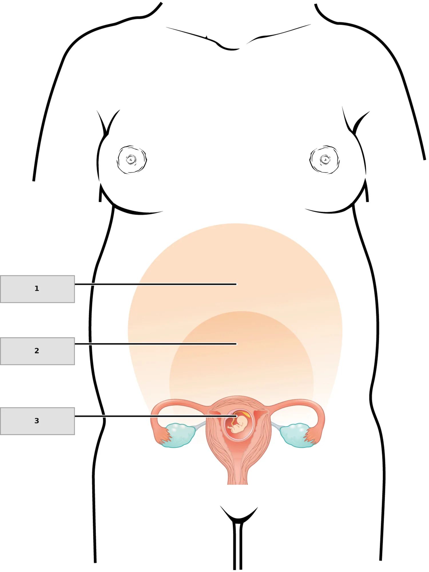 Gebelikte Uterusun Büyümesi — numaralandırılmış anatomi figürü