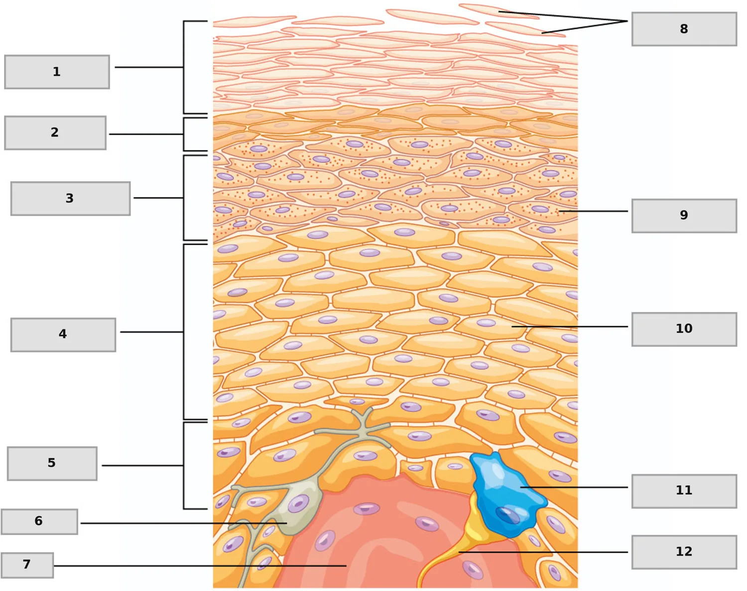 Epidermis Katmanları — numaralandırılmış anatomi figürü
