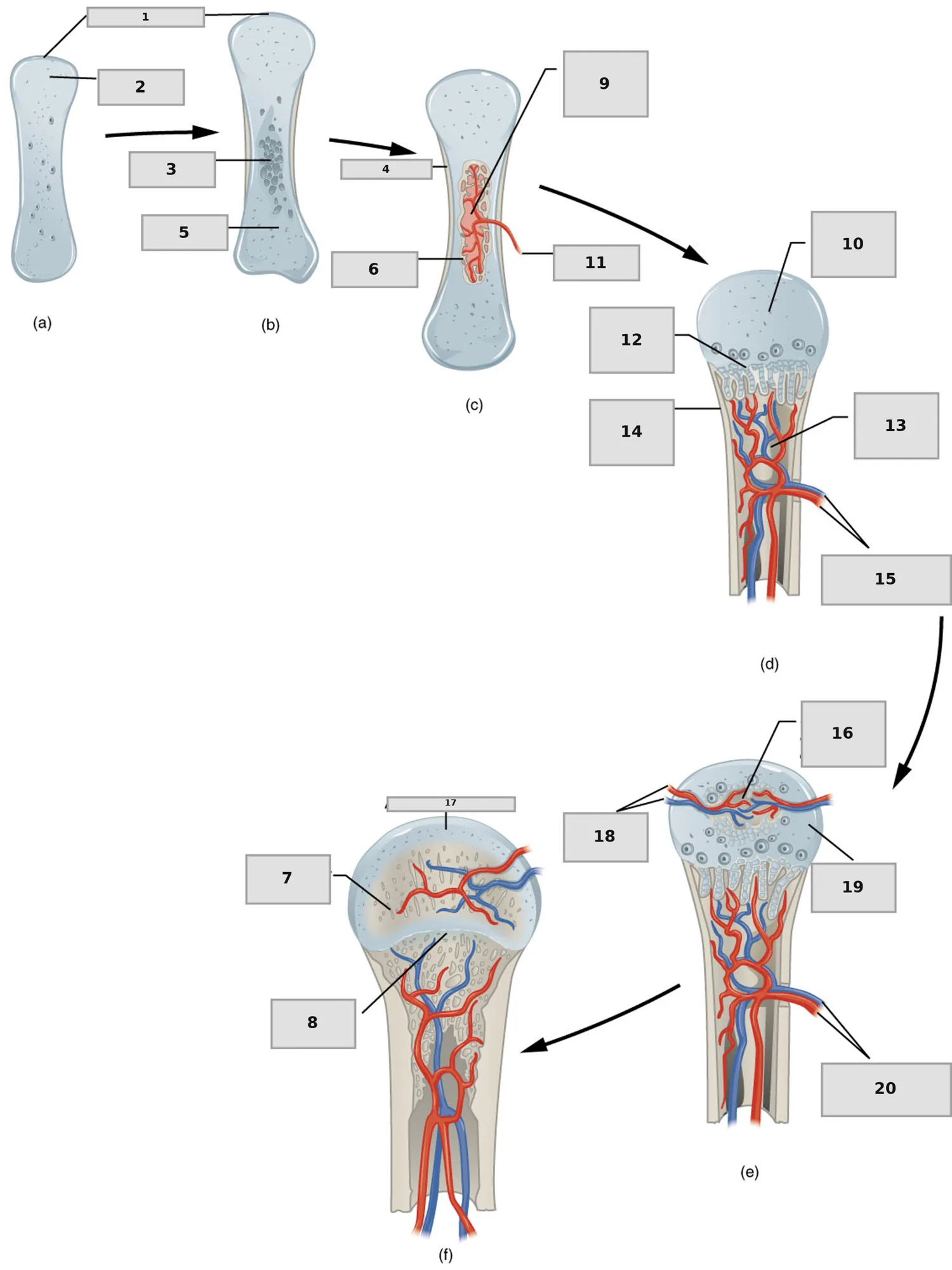 Endokondral Kemikleşme — numaralandırılmış anatomi figürü