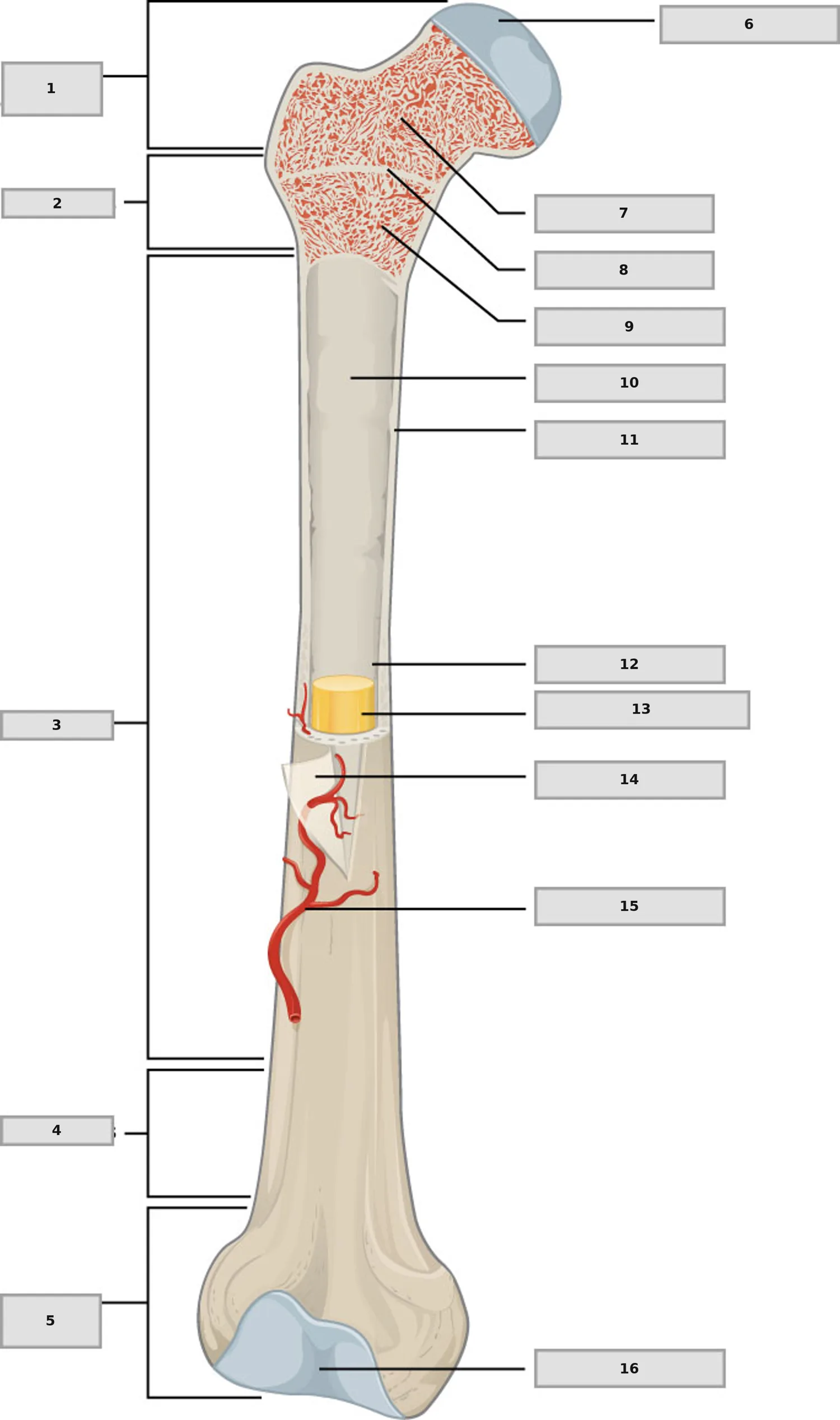 Uzun Kemiğin Anatomisi — numaralandırılmış anatomi figürü