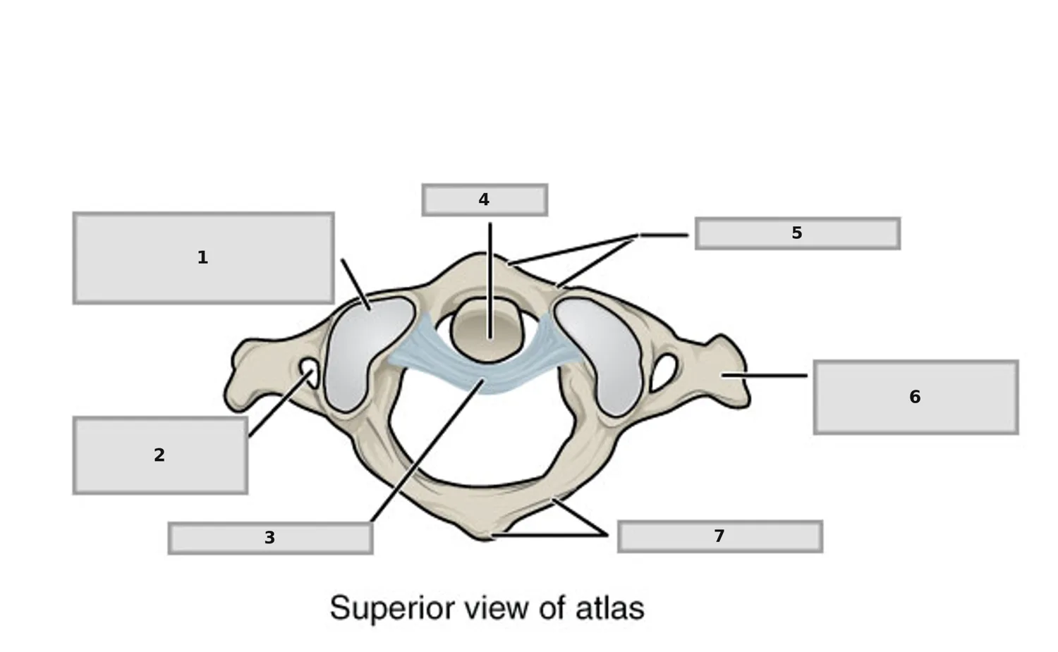 Atlas (C1) — Üstten Görünüm — numaralandırılmış anatomi figürü