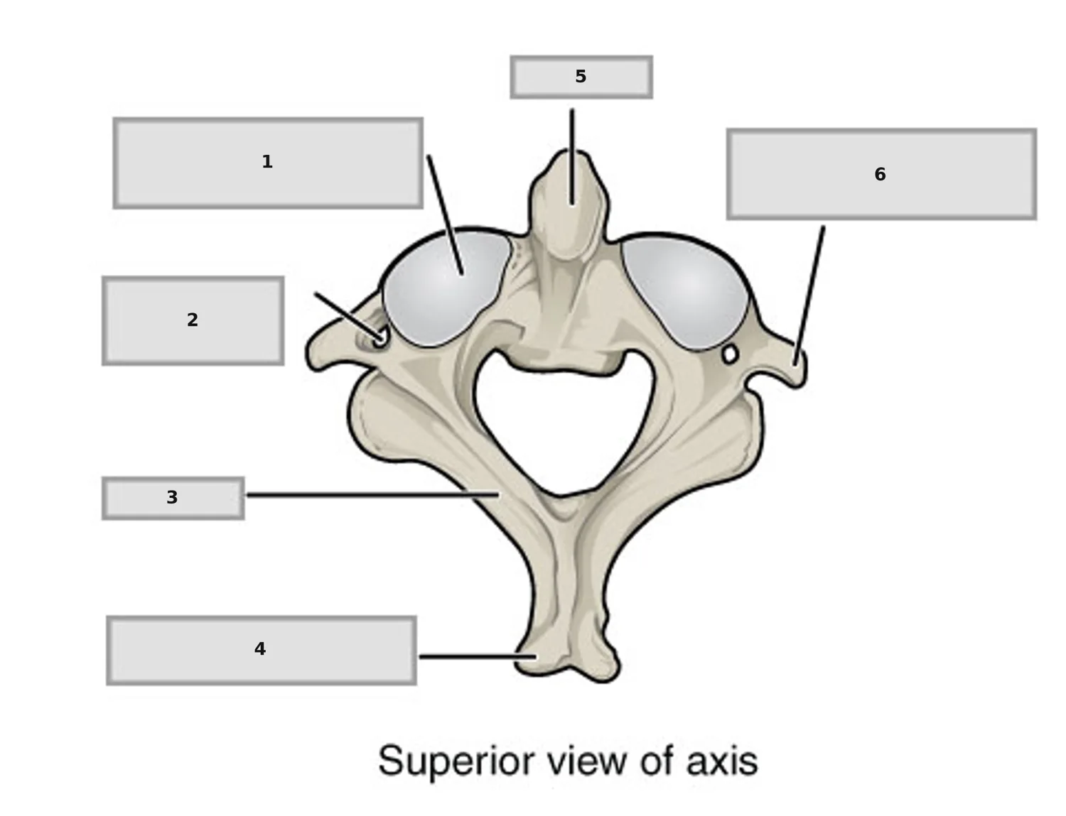 Axis (C2) — Üstten Görünüm — numaralandırılmış anatomi figürü