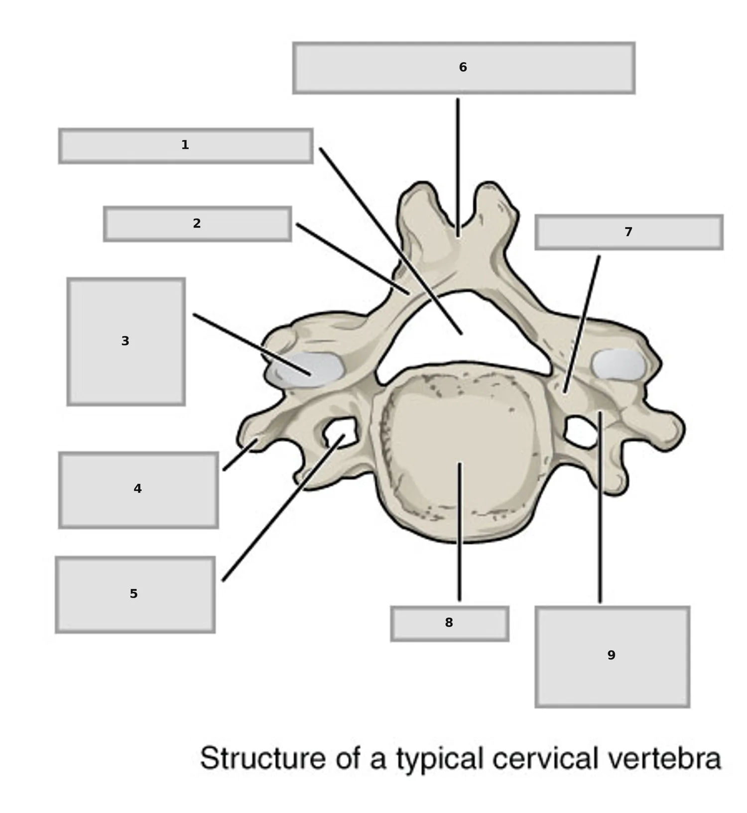 Tipik Servikal Vertebra (Üstten Görünüm) — numaralandırılmış anatomi figürü