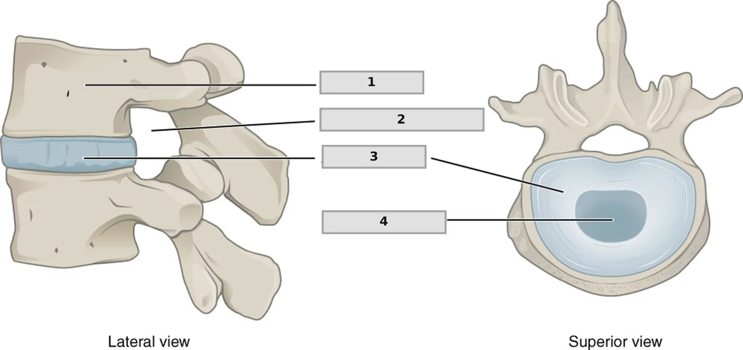 İntervertebral Disk — numaralandırılmış anatomi figürü