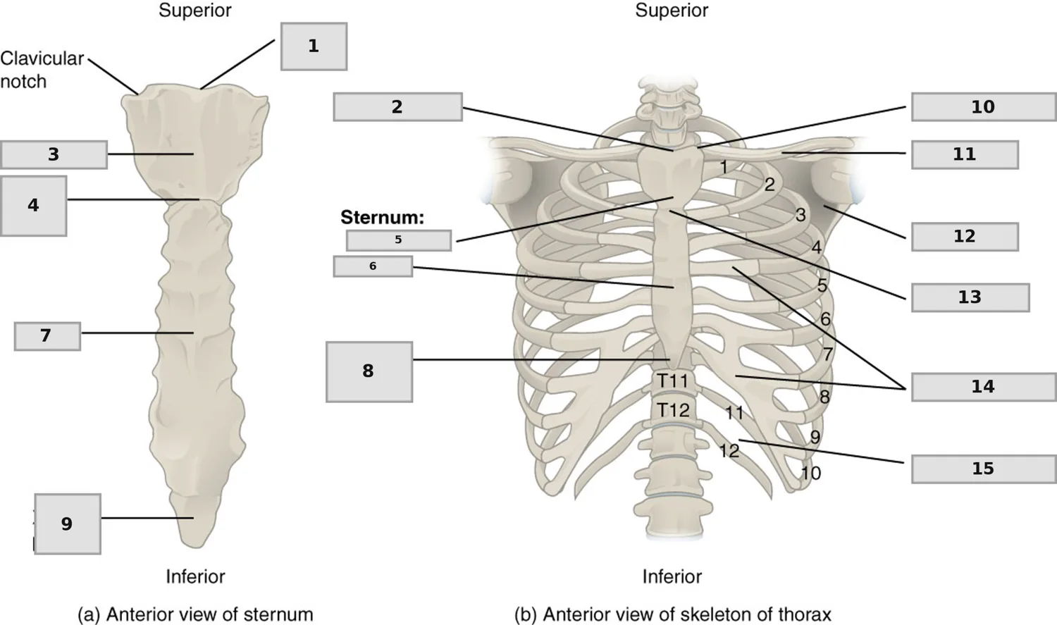 Göğüs Kafesi ve Sternum — numaralandırılmış anatomi figürü