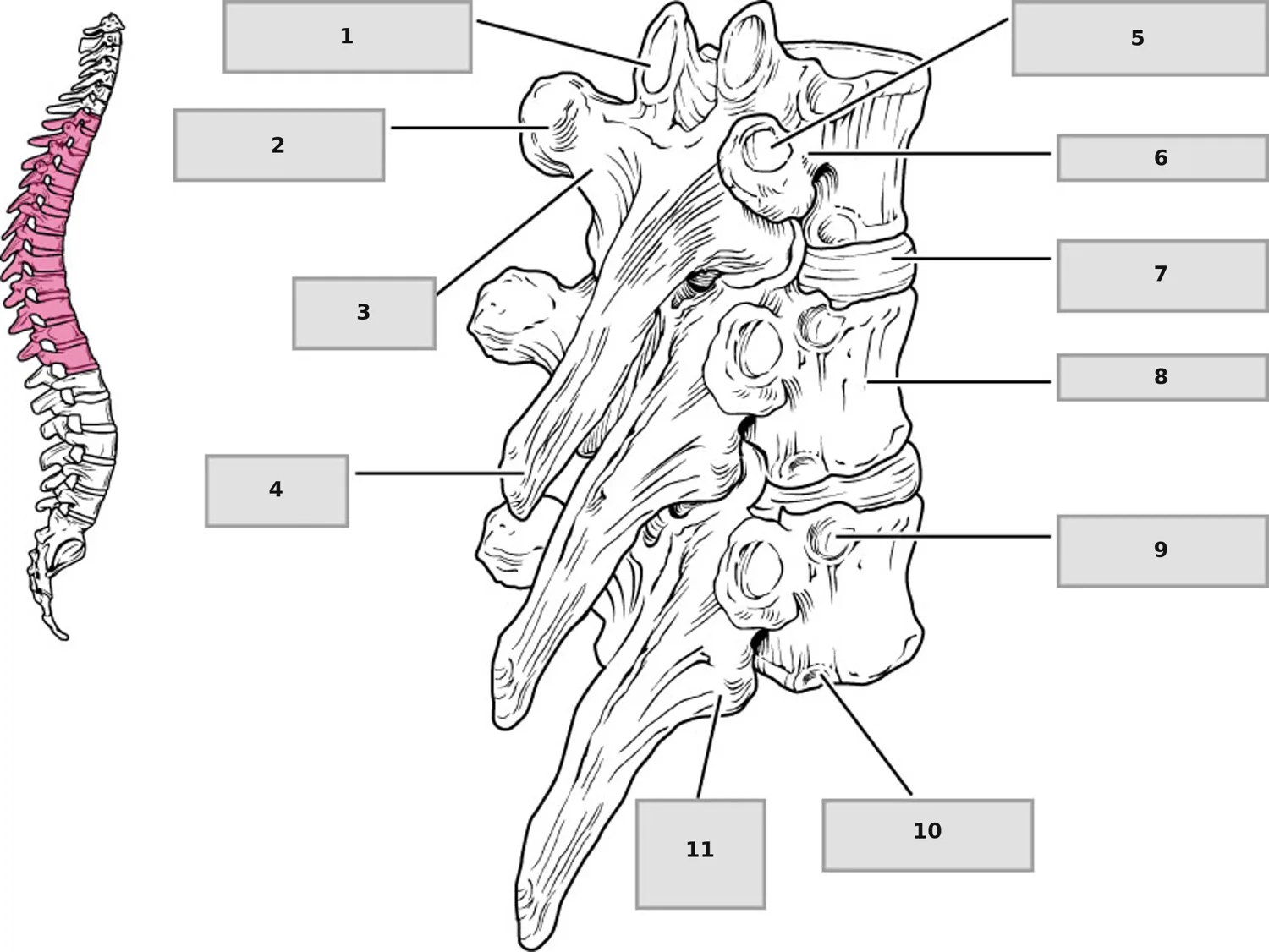 Torakal Vertebra (Yandan Görünüm) — numaralandırılmış anatomi figürü