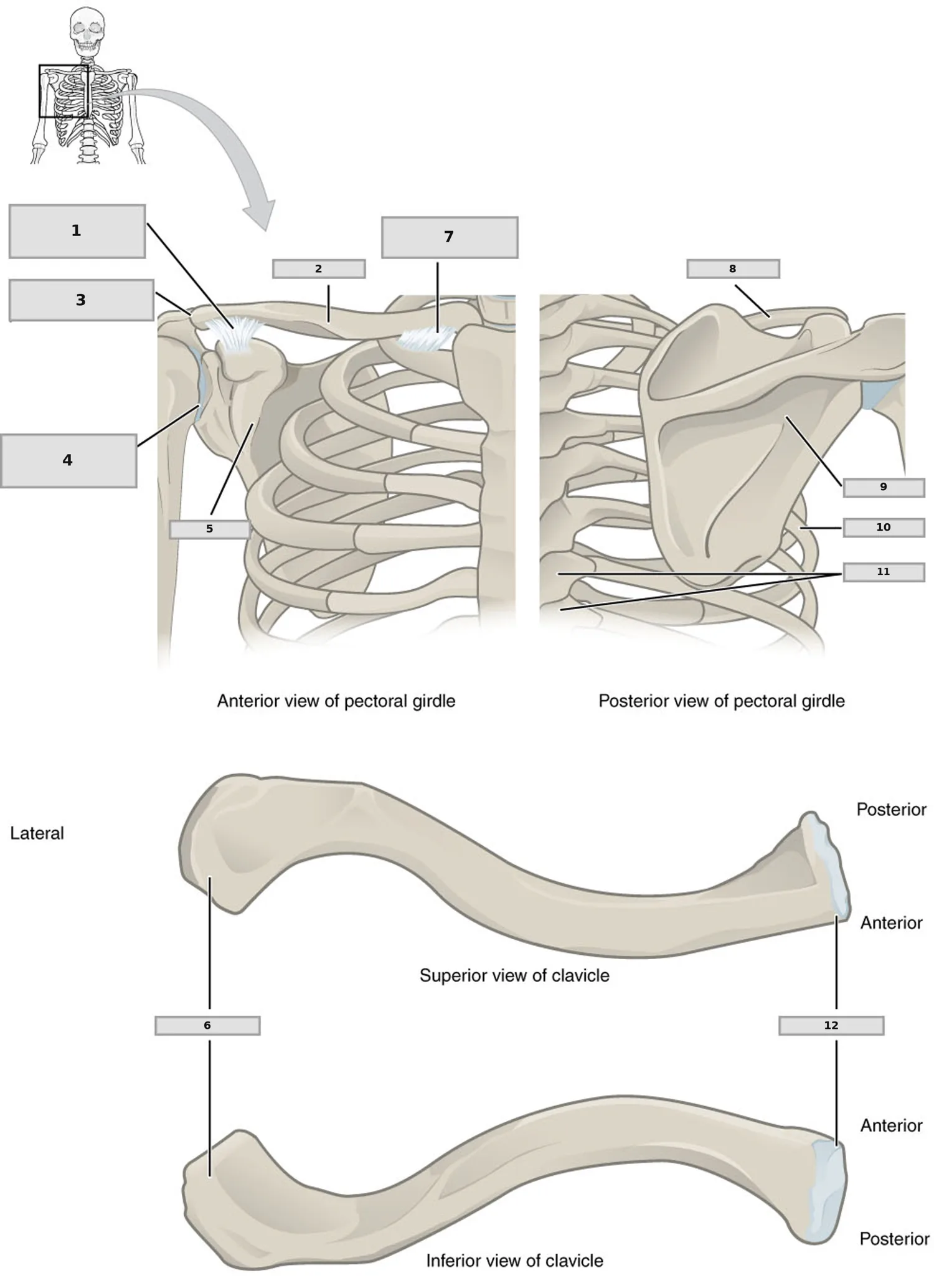Omuz Kuşağı (Pectoral Girdle) — numaralandırılmış anatomi figürü