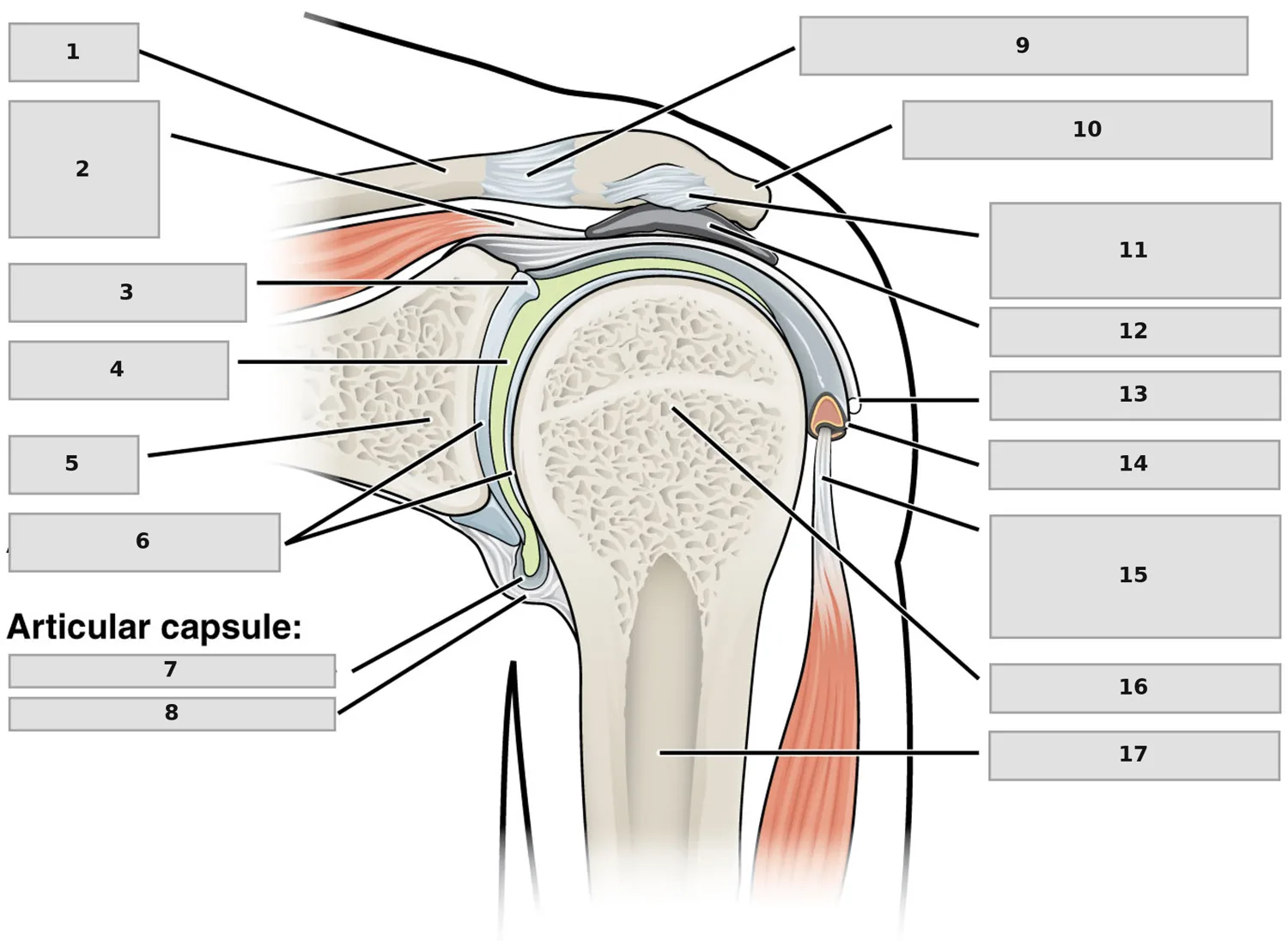 Omuz (Glenohumeral) Eklemi — Frontal Kesit — numaralandırılmış anatomi figürü