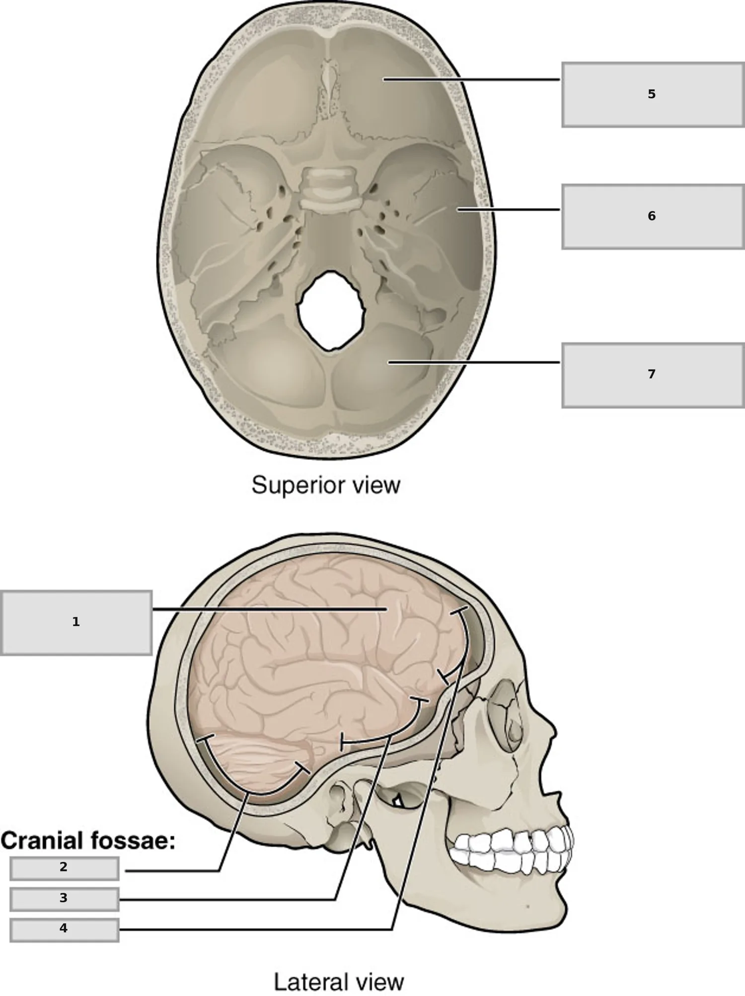 Kraniyal Çukurlar (Cranial Fossae) — numaralandırılmış anatomi figürü
