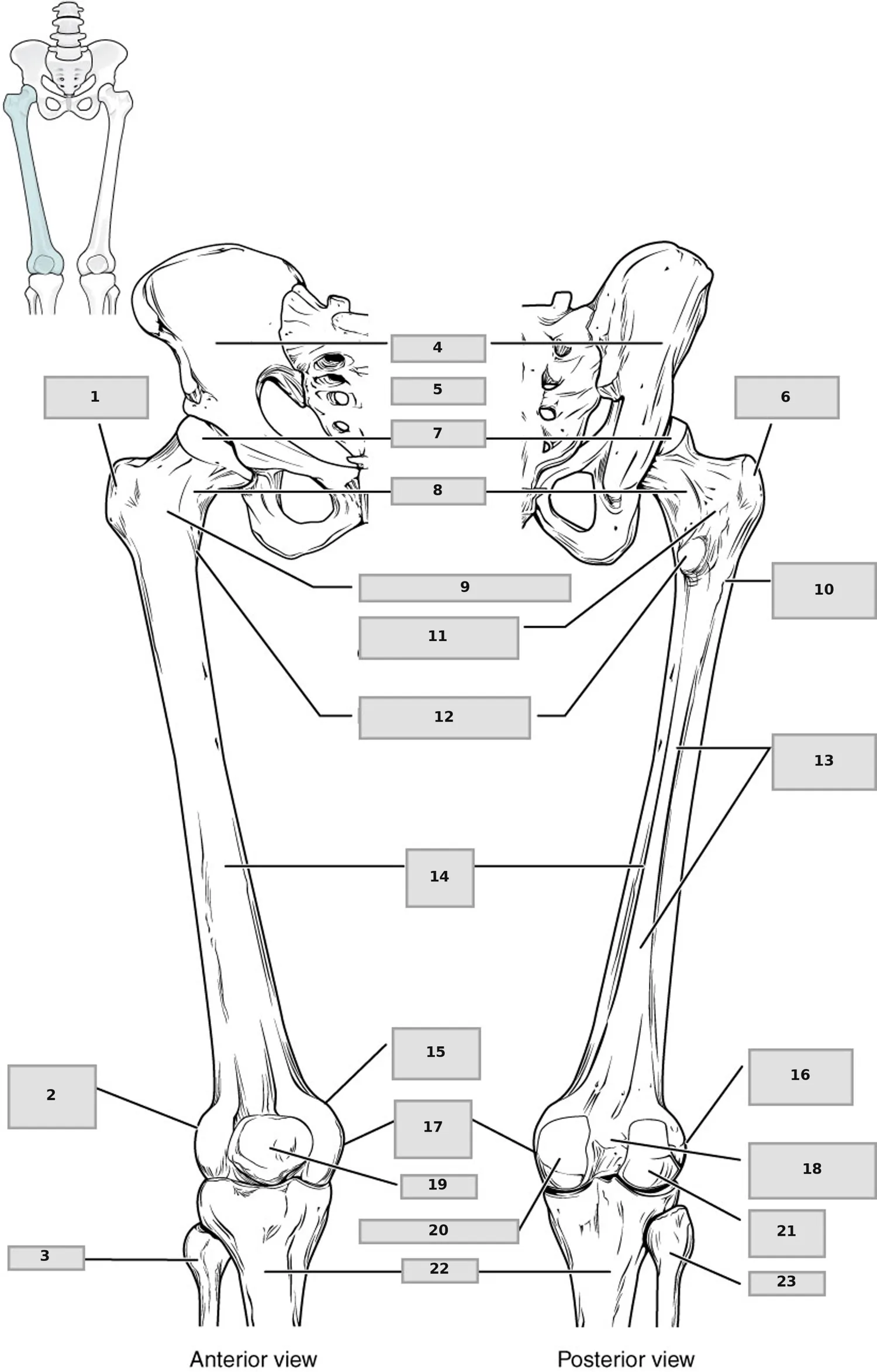 Femur ve patella — numaralandırılmış anatomi figürü