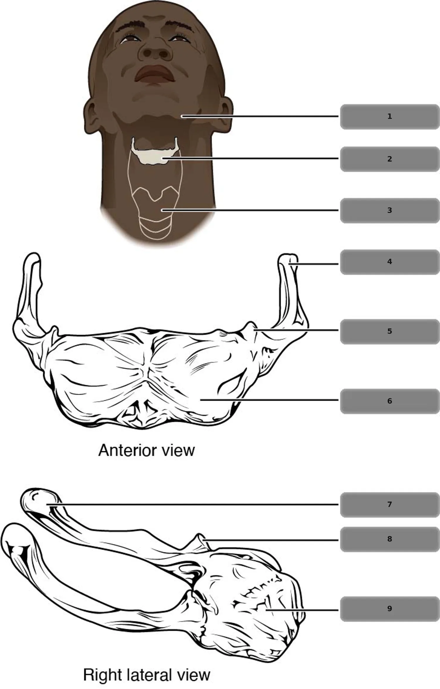 Hyoid Kemiği (Dil Kemiği) — numaralandırılmış anatomi figürü