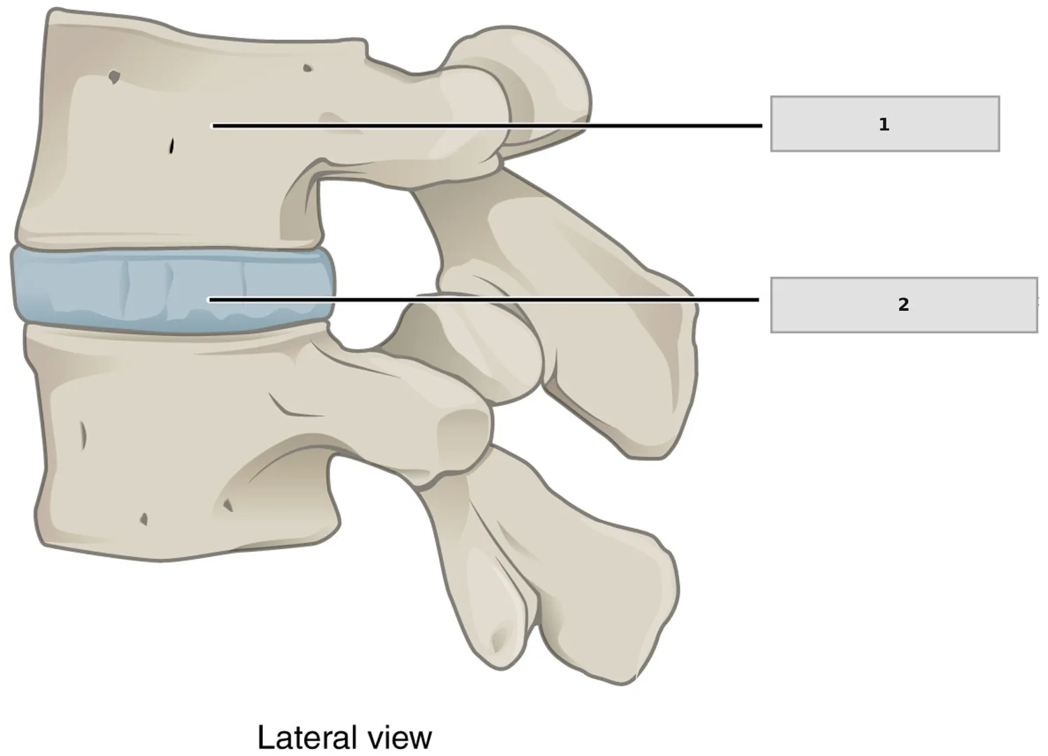 İntervertebral disk — numaralandırılmış anatomi figürü