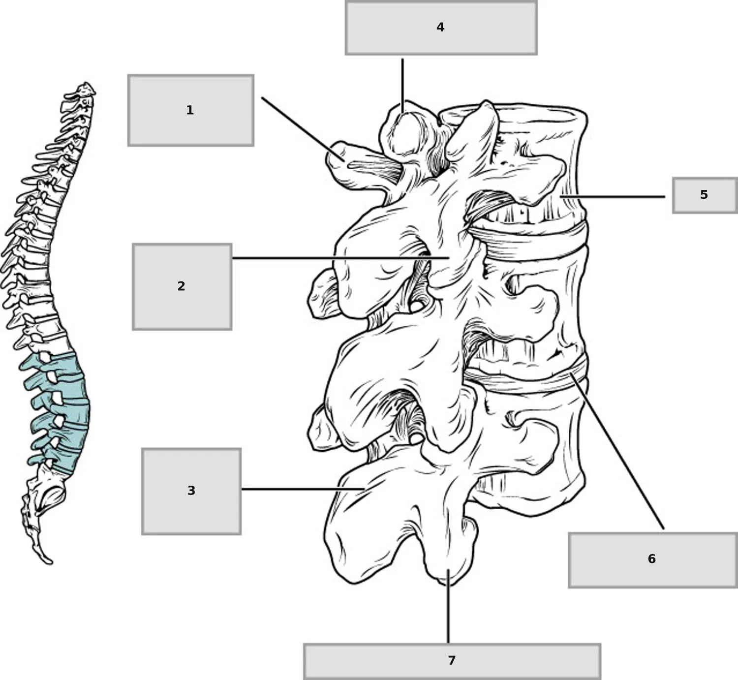 Lomber Vertebralar — numaralandırılmış anatomi figürü