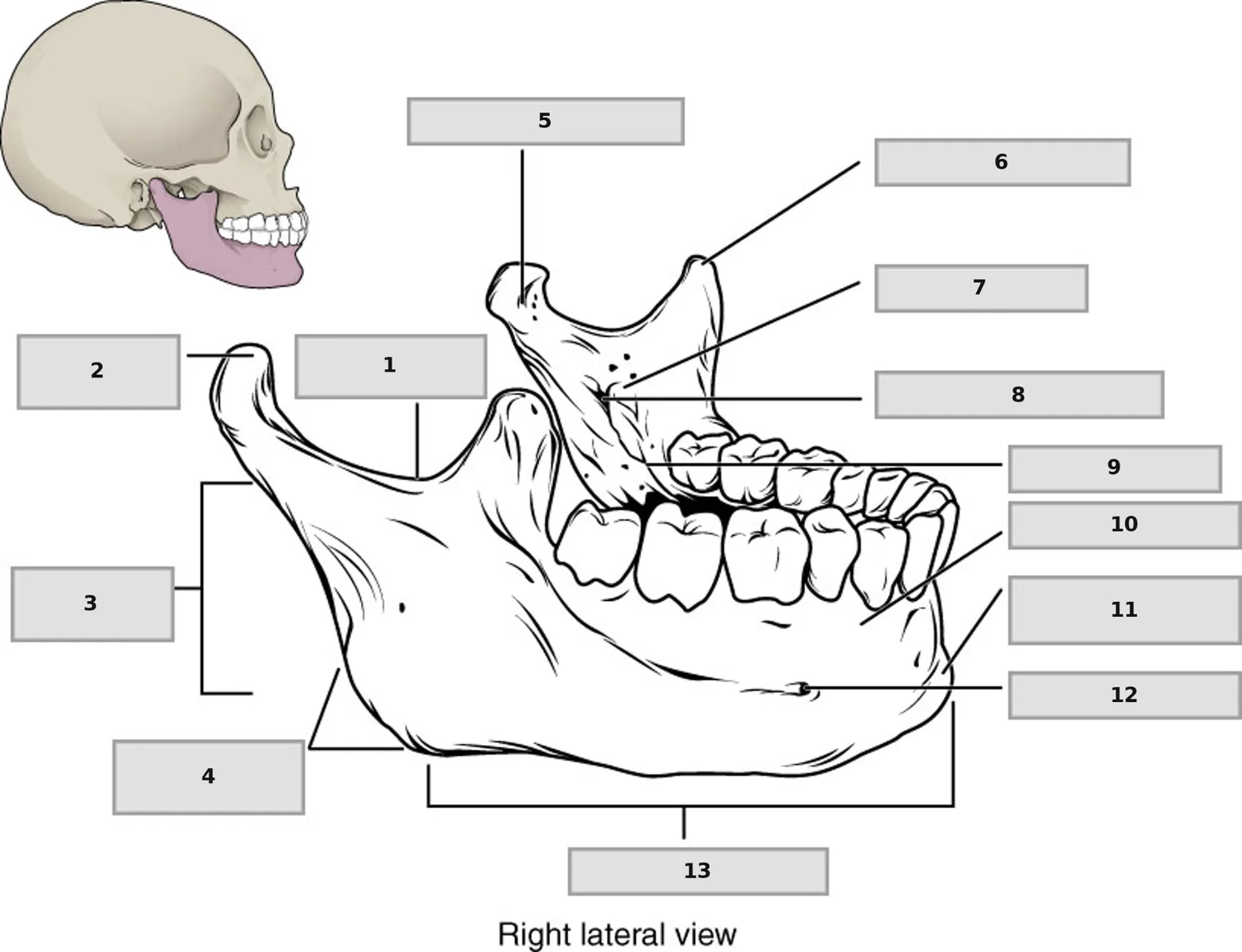 Mandibula (Alt Çene Kemiği) — numaralandırılmış anatomi figürü