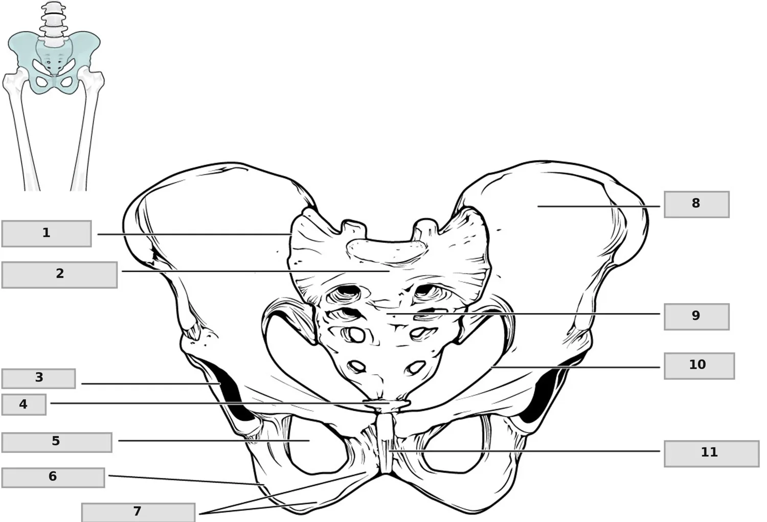 Pelvis (kemik pelvis) — numaralandırılmış anatomi figürü