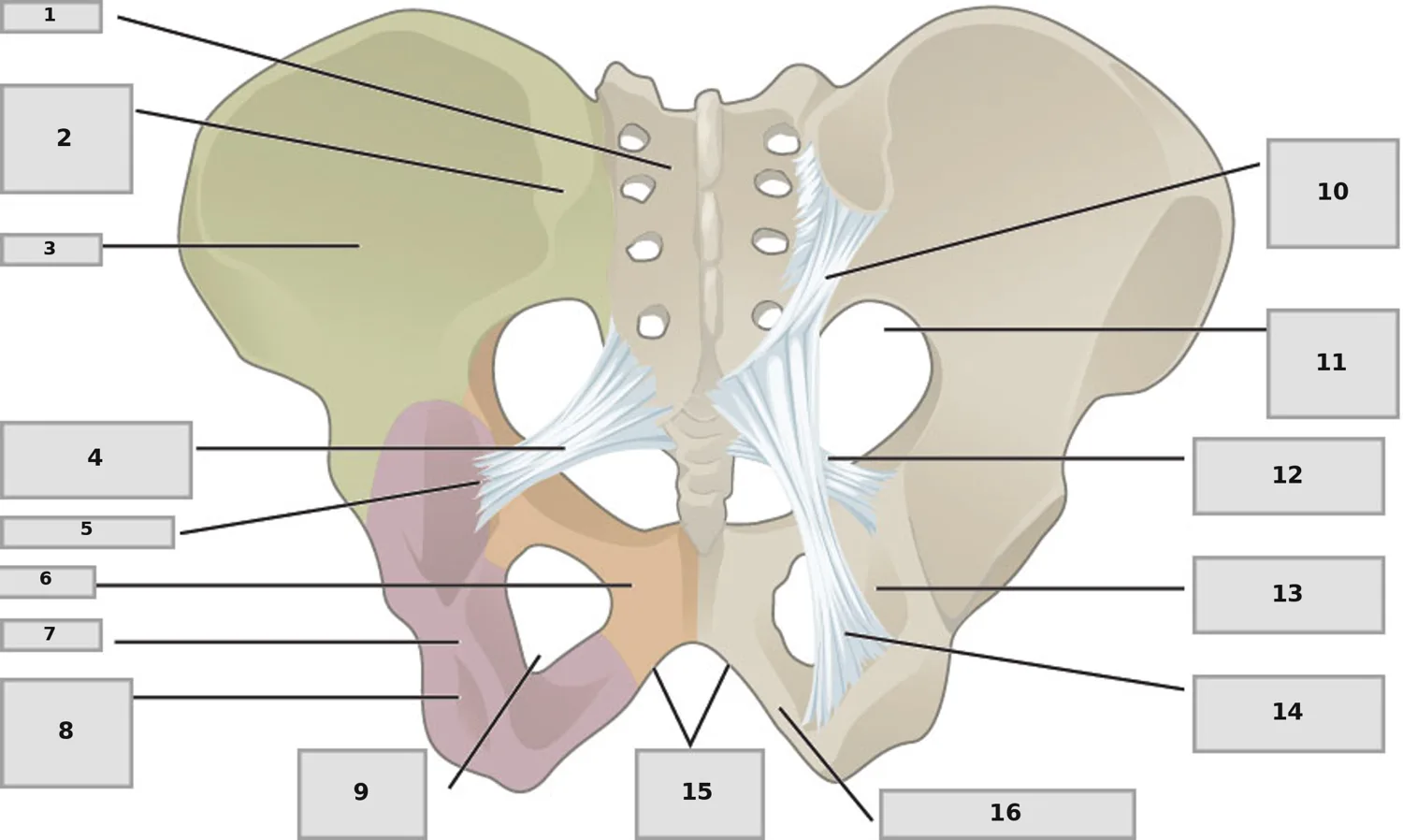 Pelvis bağları — numaralandırılmış anatomi figürü