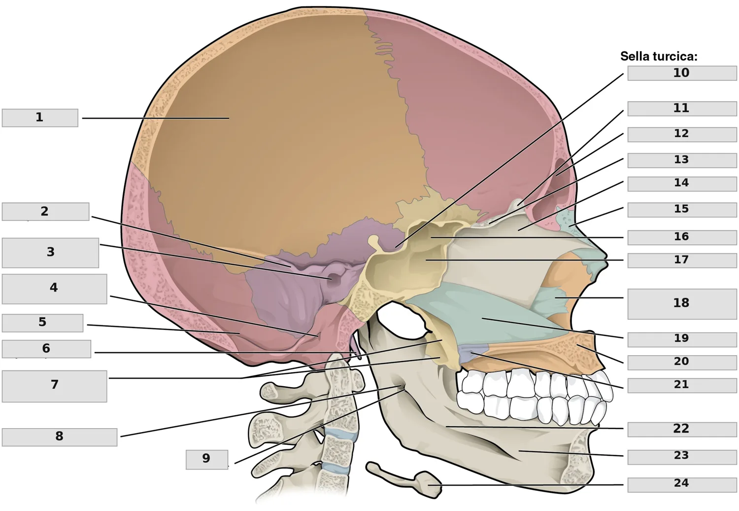Kafatası — Sagittal Kesit — numaralandırılmış anatomi figürü