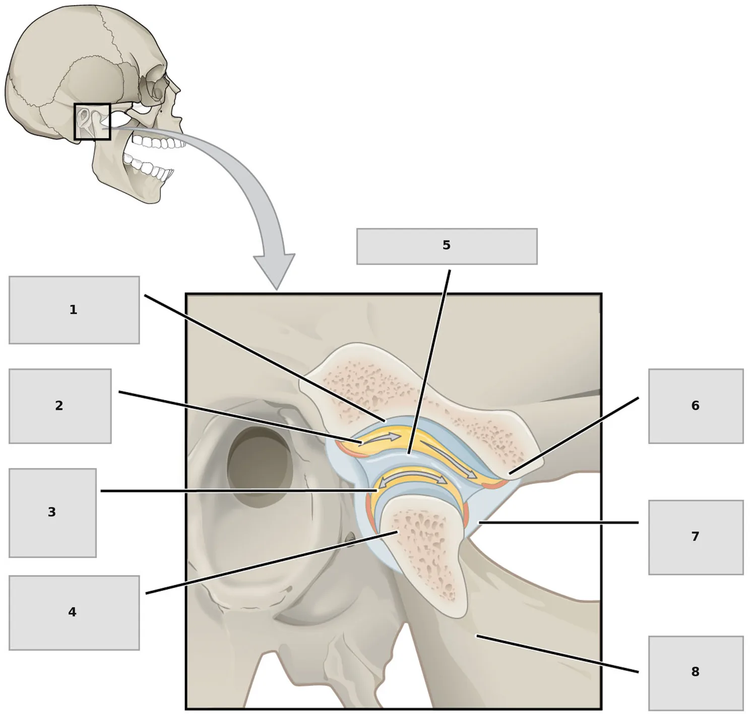 Temporomandibular eklem — numaralandırılmış anatomi figürü