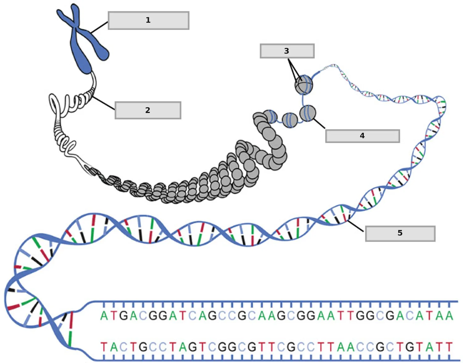 DNA Makro Yapısı (Kromozom → DNA) — numaralandırılmış anatomi figürü
