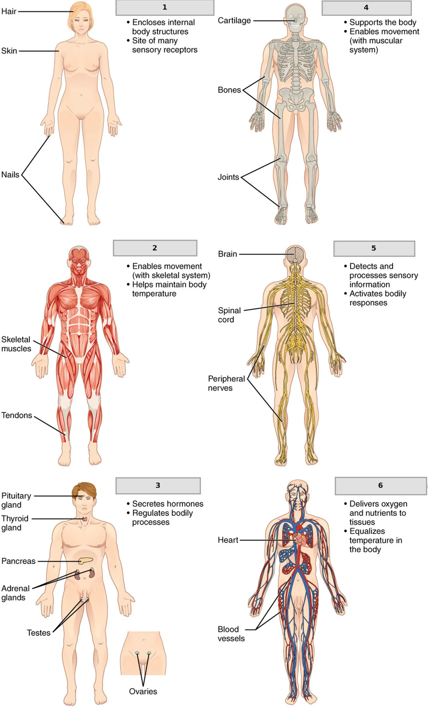 Organ Sistemleri — I — numaralandırılmış anatomi figürü