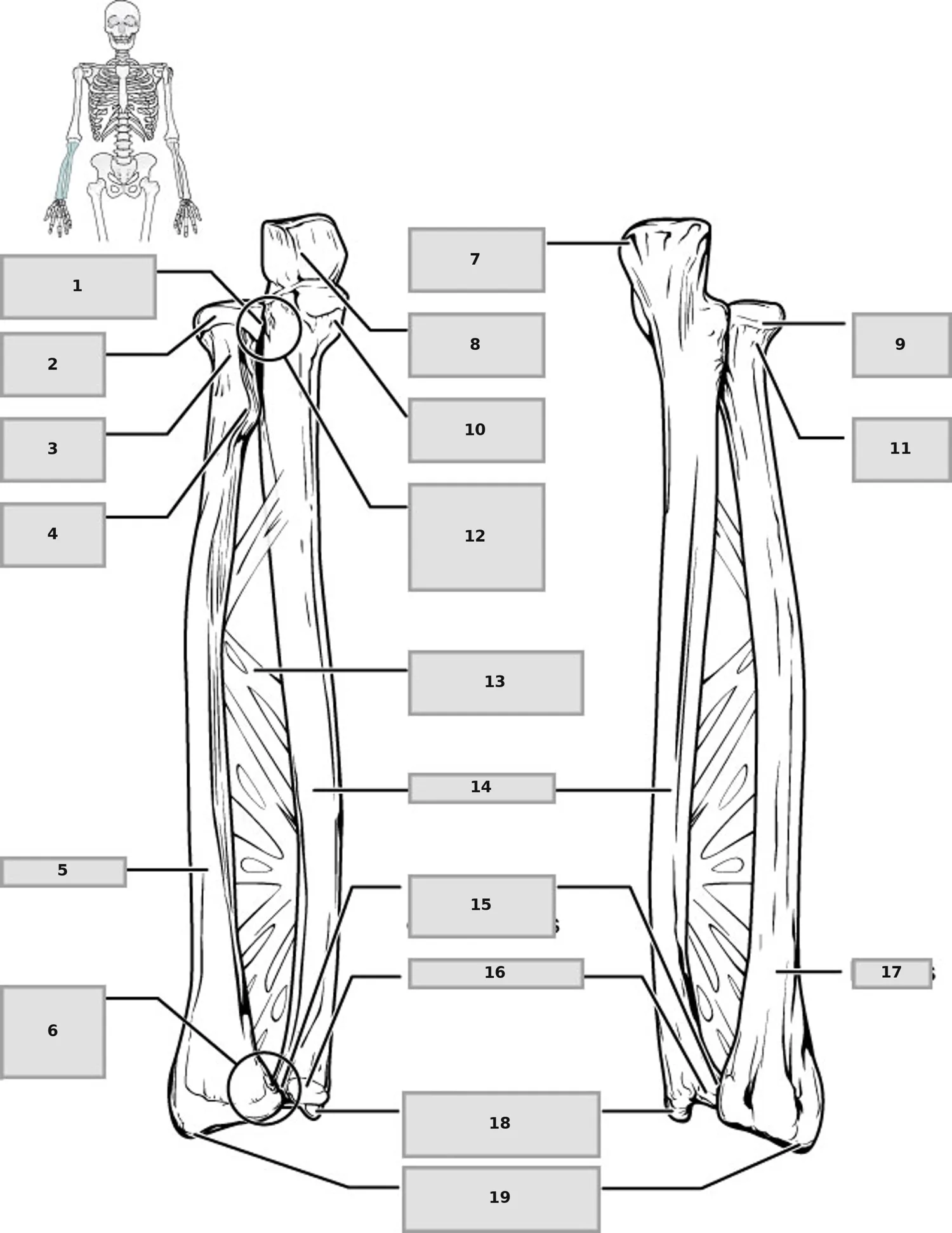 Ulna ve Radius — numaralandırılmış anatomi figürü