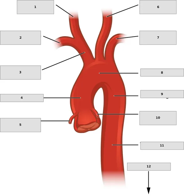 Aorta ve dalları