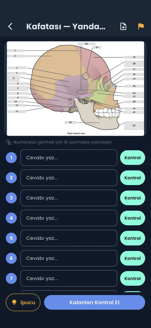 Kafatası yandan görünüm etiketleme sorusu